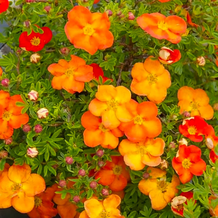 Potentilla Portocalie