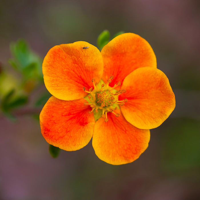 Potentilla Portocalie