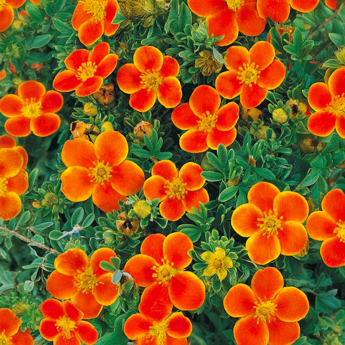 Potentilla Portocalie
