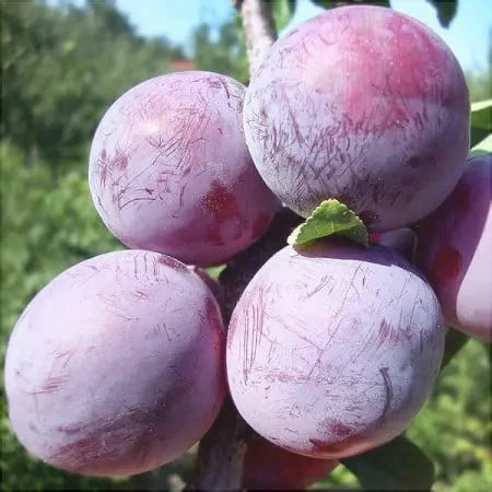 Pomi Fructiferi - Prun Althan Renglot - Anul 3 - 1 buc - Regatul Plantelor