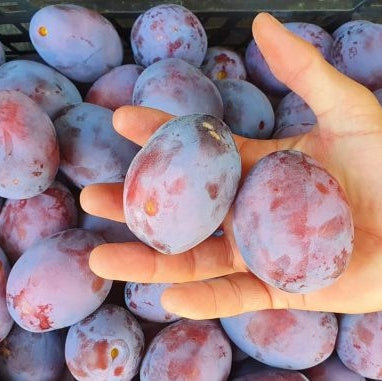 Pomi Fructiferi - Prun Andreea - Anul 3 - 1 buc - Regatul Plantelor