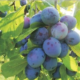 Pomi Fructiferi - Prun Andreea - Anul 3 - 1 buc - Regatul Plantelor