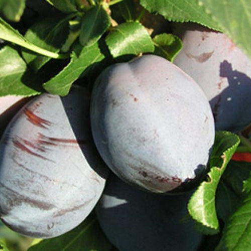 Pomi Fructiferi - Prun Andreea - Anul 3 - 1 buc - Regatul Plantelor