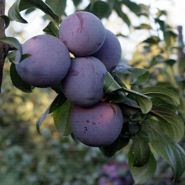 Pomi Fructiferi - Prun Angeleno - Anul 3 - 1 buc - Regatul Plantelor