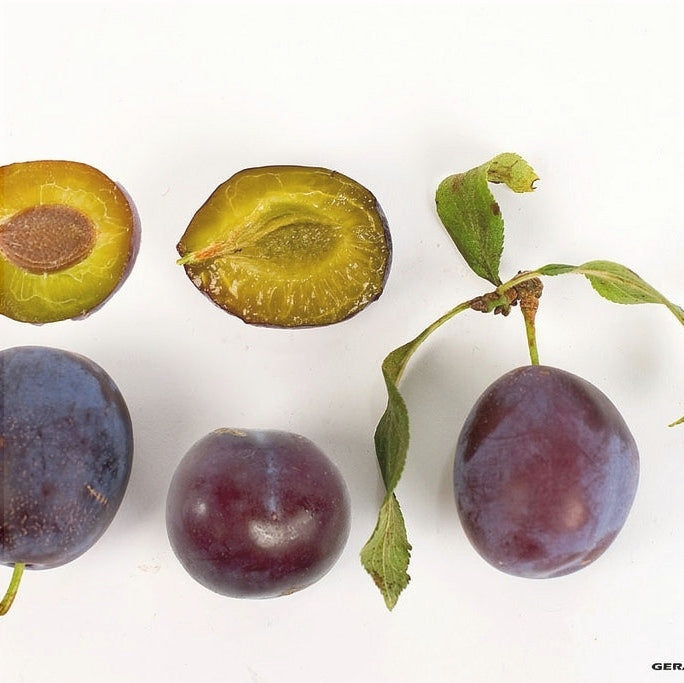 Pomi Fructiferi - Prun Anna Spath - Anul 3 - 1 buc - Regatul Plantelor