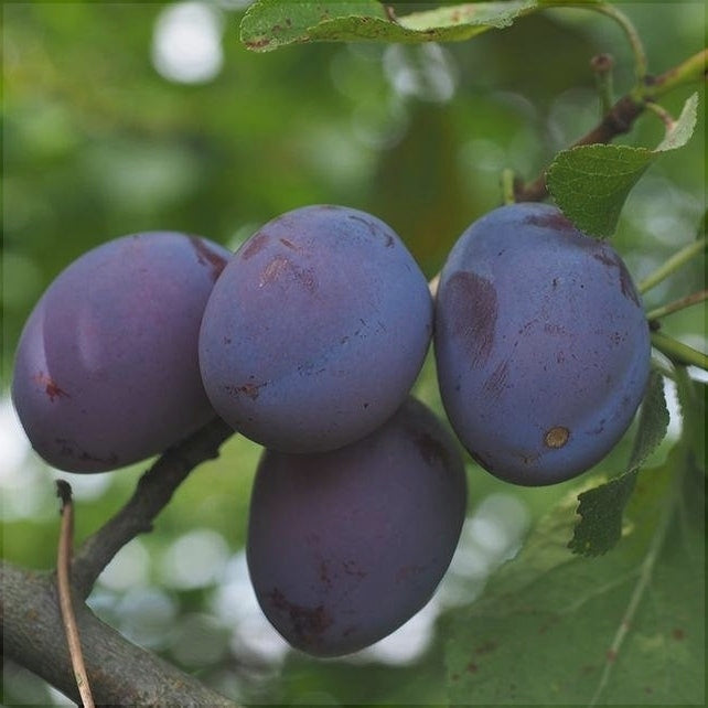 Pomi Fructiferi - Prun Anna Spath - Anul 3 - 1 buc - Regatul Plantelor