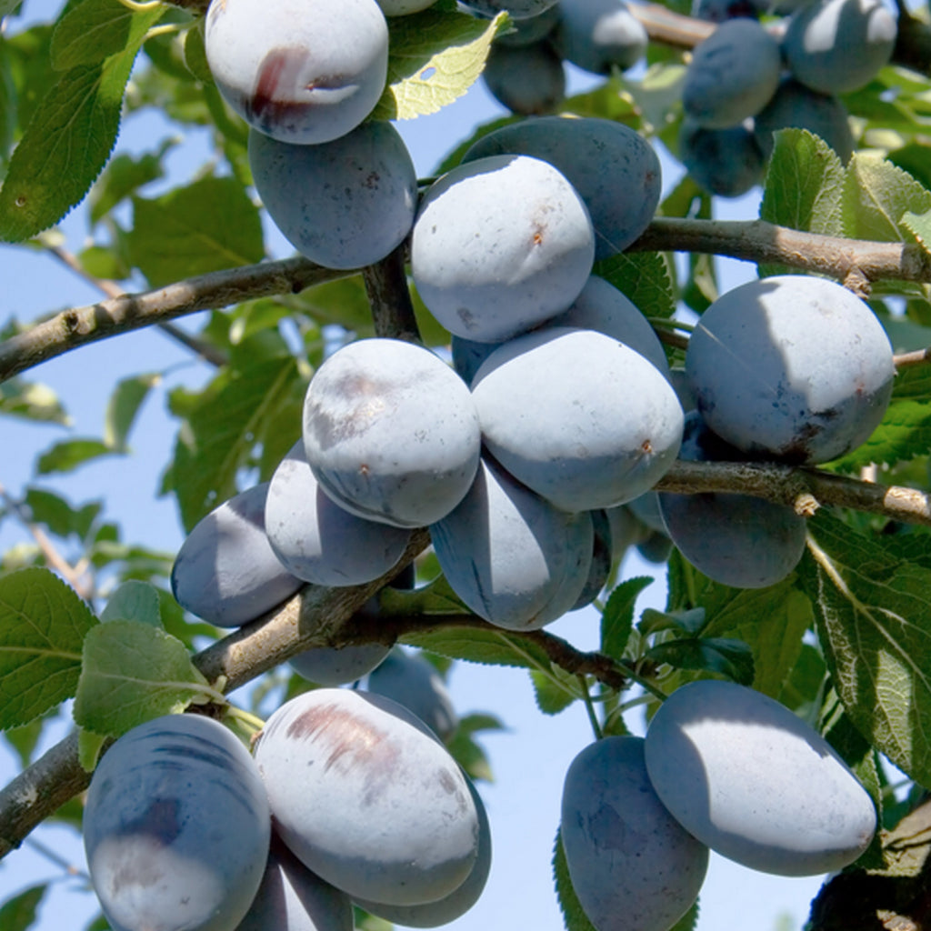 Pomi Fructiferi - Prun Bluefree - Anul 3 - 1 buc - Regatul Plantelor