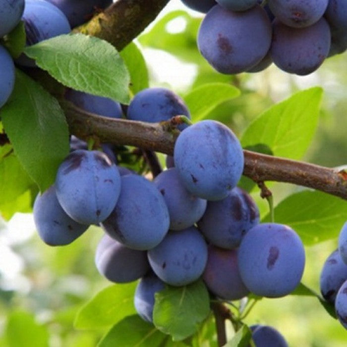 Pomi Fructiferi - Prun Bluefree - Anul 3 - 1 buc - Regatul Plantelor