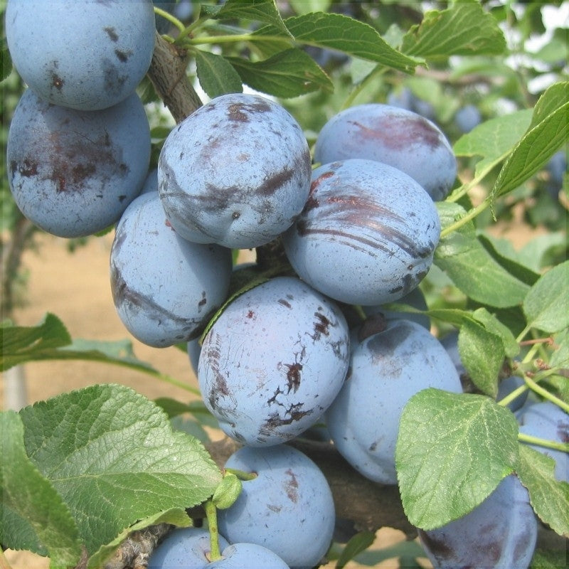 Pomi Fructiferi - Prun Cacanska Lepotica - Anul 3 - 1 buc - Regatul Plantelor