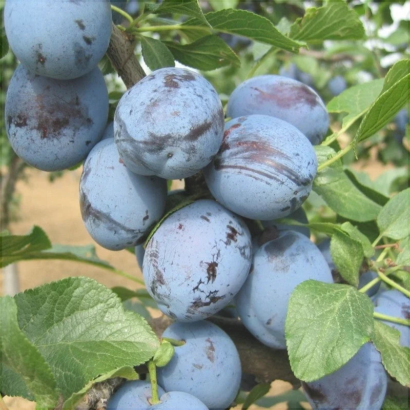 Prun ”Cacanska Lepotica”