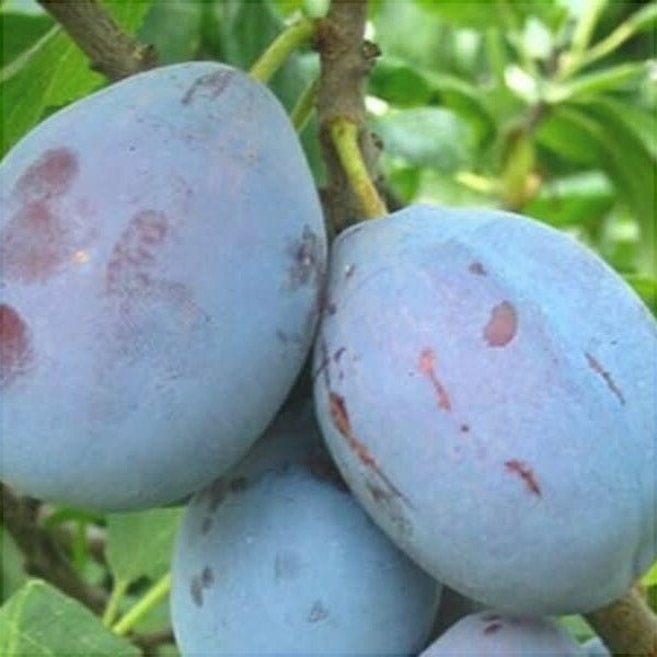 Pomi Fructiferi - Prun Cacanska Lepotica - Anul 3 - 1 buc - Regatul Plantelor