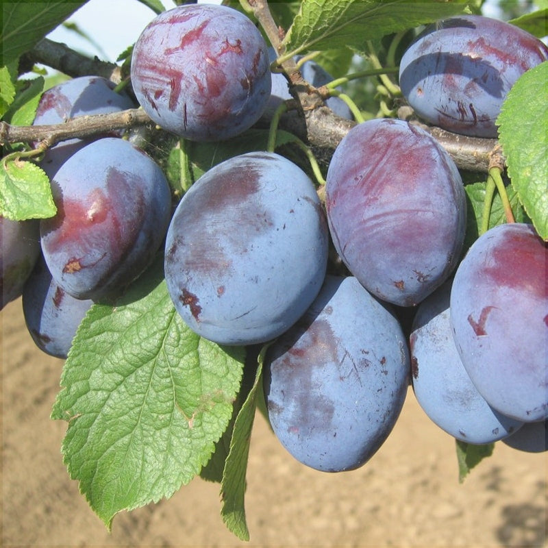 Pomi Fructiferi - Prun Cacanska Lepotica - Anul 3 - 1 buc - Regatul Plantelor