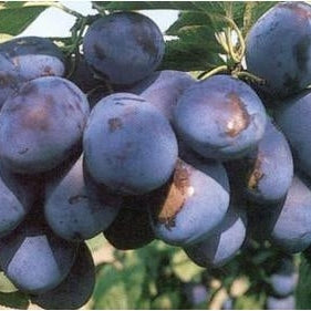 Pomi Fructiferi - Prun Cacanska Rodna - Anul 3 - 1 buc - Regatul Plantelor