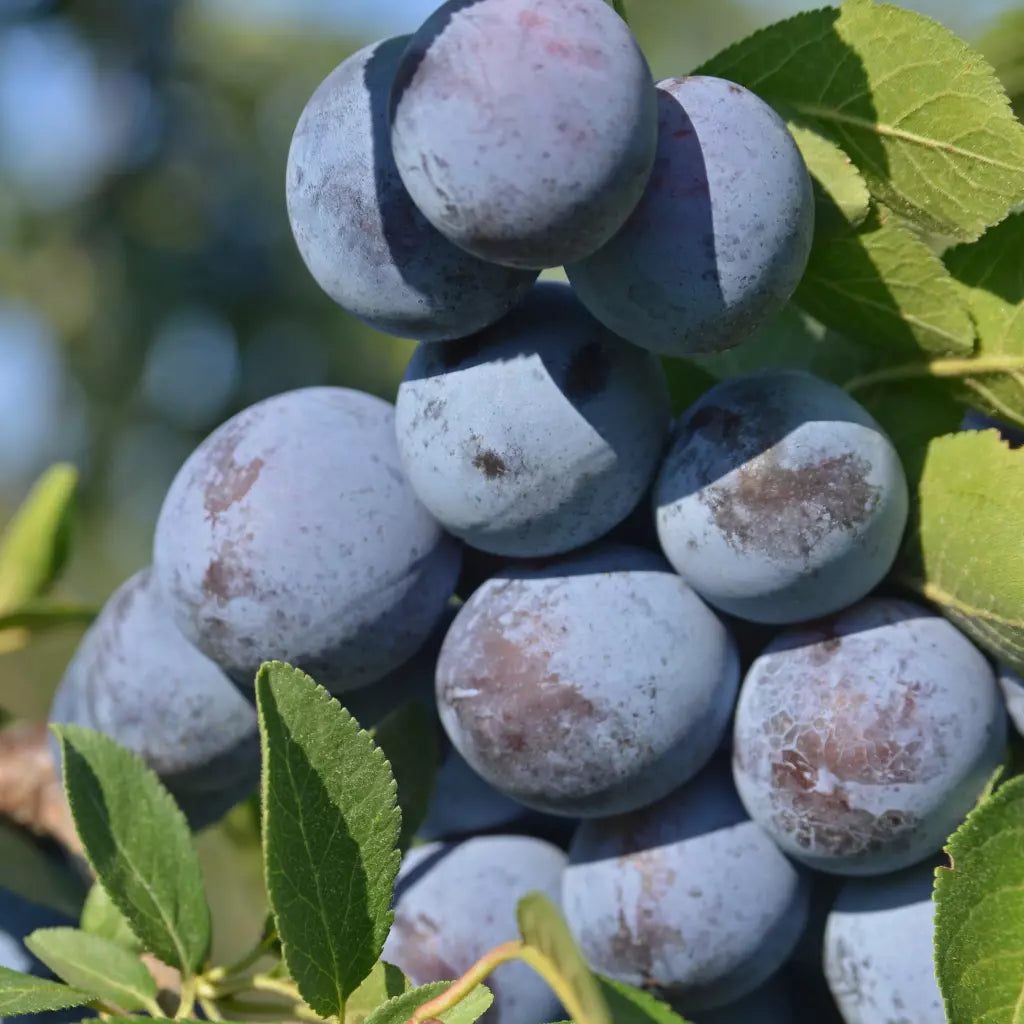 Pomi Fructiferi - Prun Cacanska Rodna - Anul 3 - 1 buc - Regatul Plantelor