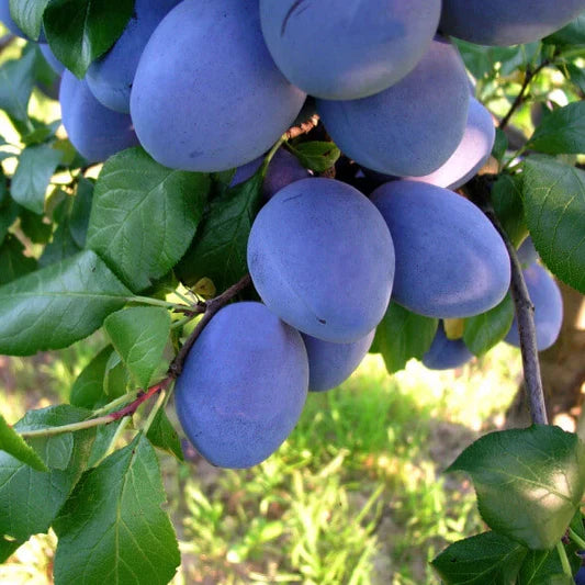 Pomi Fructiferi - Prun Cacanska Rodna - Anul 3 - 1 buc - Regatul Plantelor