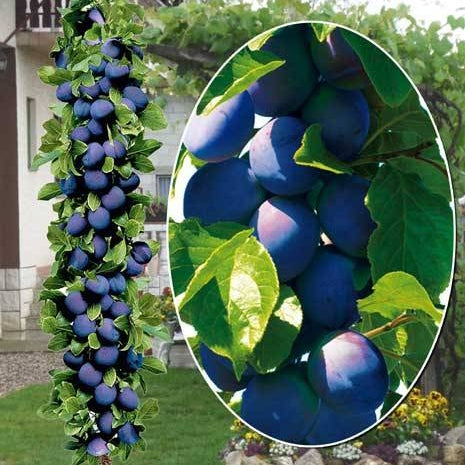 Pomi Fructiferi - Prun Columnar de Toamna - Anul 3 - 1 buc - Regatul Plantelor