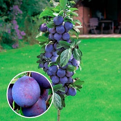 Pomi Fructiferi - Prun Columnar de Toamna - Anul 3 - 1 buc - Regatul Plantelor