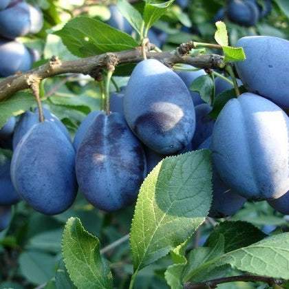 Pomi Fructiferi - Prun Columnar de Toamna - Anul 3 - 1 buc - Regatul Plantelor