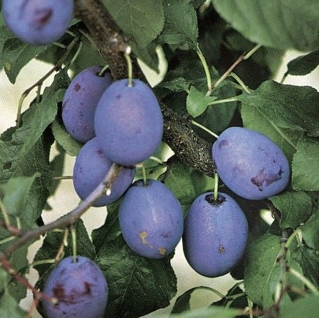 Pomi Fructiferi - Prun Columnar de Toamna - Anul 3 - 1 buc - Regatul Plantelor