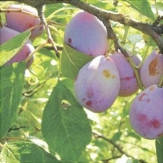 Pomi Fructiferi - Prun D'agen - Anul 3 - 1 buc - Regatul Plantelor