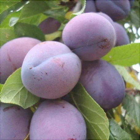 Pomi Fructiferi - Prun D'agen - Anul 3 - 1 buc - Regatul Plantelor