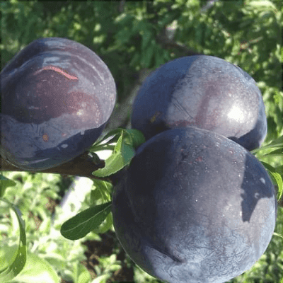 Pomi Fructiferi - Prun Japonez Extra-Timpuriu - Anul 3 - 1 buc - Regatul Plantelor