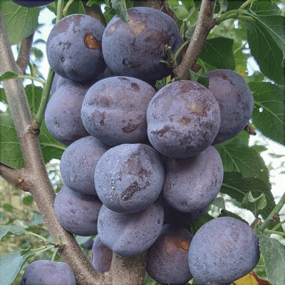 Pomi Fructiferi - Prun Japonez Extra-Timpuriu - Anul 3 - 1 buc - Regatul Plantelor