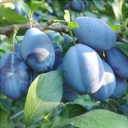 Pomi Fructiferi - Prun Japonez Extra-Timpuriu - Anul 3 - 1 buc - Regatul Plantelor