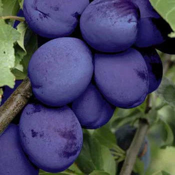 Pomi Fructiferi - Prun Jojo - Anul 3 - 1 buc - Regatul Plantelor