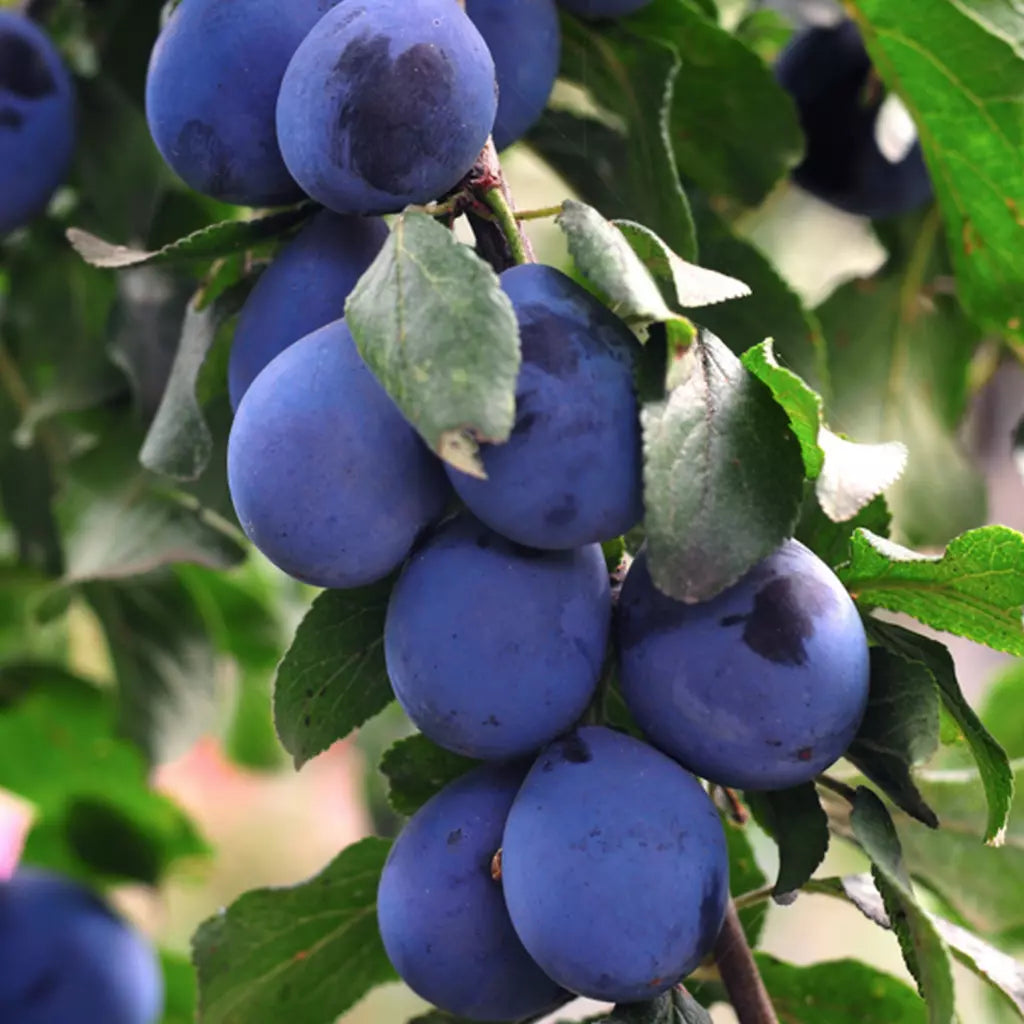 Pomi Fructiferi - Prun Jojo - Anul 3 - 1 buc - Regatul Plantelor