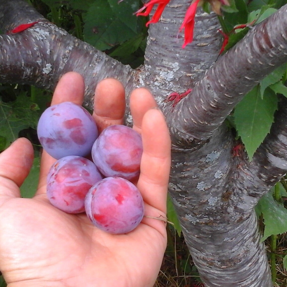 Pomi Fructiferi - Prun Opal - Anul 3 - 1 buc - Regatul Plantelor
