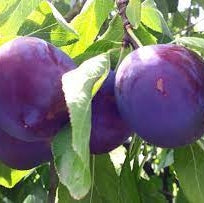 Pomi Fructiferi - Prun Record - Anul 3 - 1 buc - Regatul Plantelor