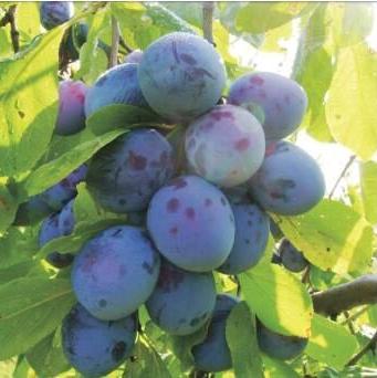 Pomi Fructiferi - Prun Record - Anul 3 - 1 buc - Regatul Plantelor