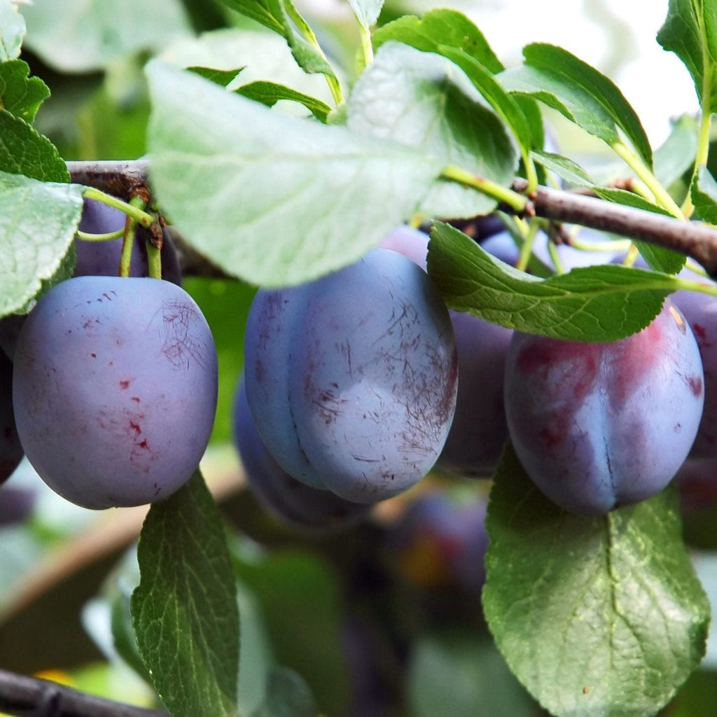 Pomi Fructiferi - Prun Record - Anul 3 - 1 buc - Regatul Plantelor