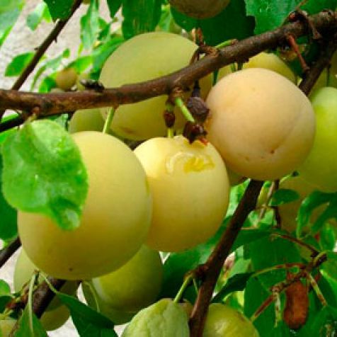 Pomi Fructiferi - Prun Record - Galben - Anul 3 - 1 buc - Regatul Plantelor