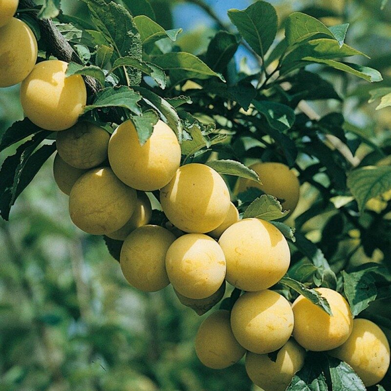 Pomi Fructiferi - Prun Record - Galben - Anul 3 - 1 buc - Regatul Plantelor