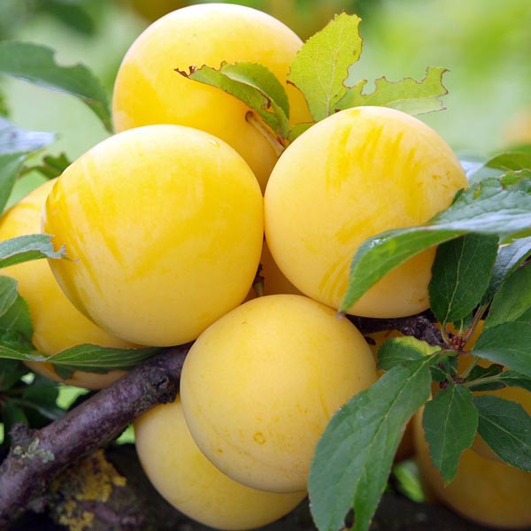 Pomi Fructiferi - Prun Record - Galben - Anul 3 - 1 buc - Regatul Plantelor