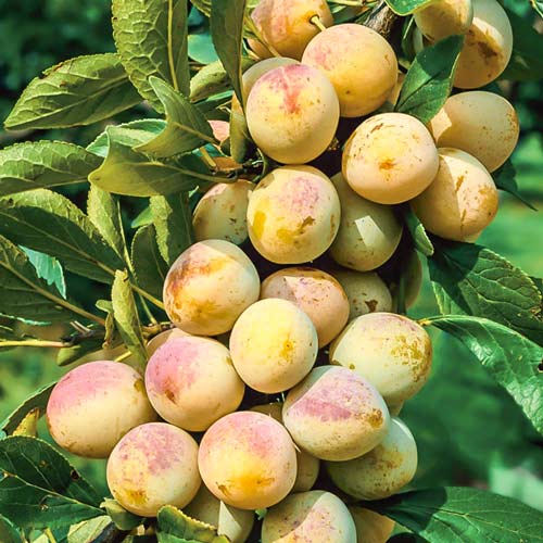 Pomi Fructiferi - Prun Renclod Verde - Galben - Anul 3 - 1 buc - Regatul Plantelor