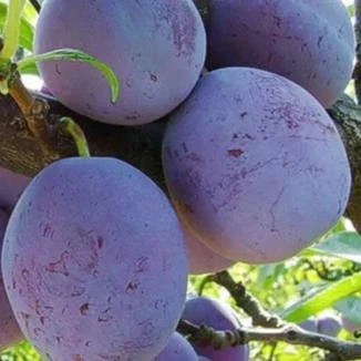 Pomi Fructiferi - Prun Silvia - Anul 3 - 1 buc - Regatul Plantelor