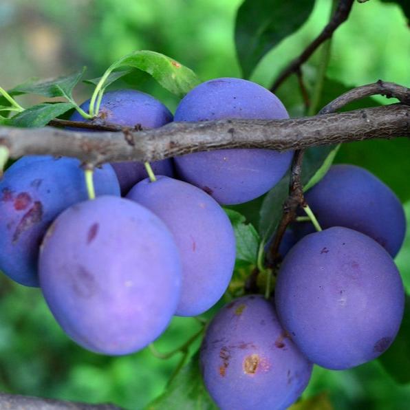 Pomi Fructiferi - Prun Silvia - Anul 3 - 1 buc - Regatul Plantelor