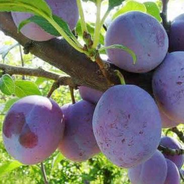 Pomi Fructiferi - Prun Silvia - Anul 3 - 1 buc - Regatul Plantelor