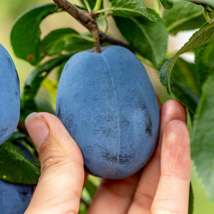Pomi Fructiferi - Prun Stanley - Anul 3 - 1 buc - Regatul Plantelor