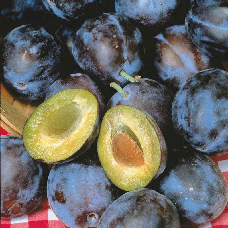 Pomi Fructiferi - Prun Stanley - Anul 3 - 1 buc - Regatul Plantelor