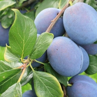 Pomi Fructiferi - Prun Top Hit - Anul 3 - 1 buc - Regatul Plantelor