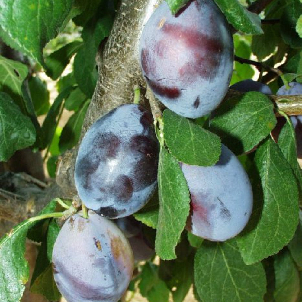 Pomi Fructiferi - Prun Tuleu Gras - Anul 3 - 1 buc - Regatul Plantelor