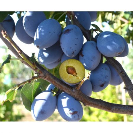 Pomi Fructiferi - Prun Tuleu Gras - Anul 3 - 1 buc - Regatul Plantelor