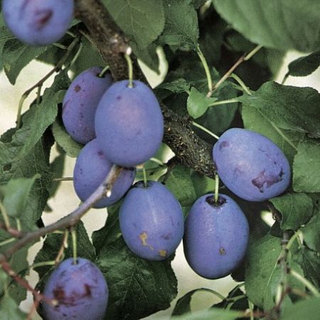 Pomi Fructiferi - Prun Tuleu Gras - Anul 3 - 1 buc - Regatul Plantelor