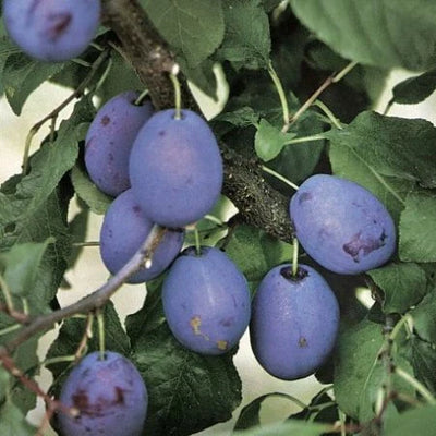 Prun „Tuleu Gras” – pom fructifer