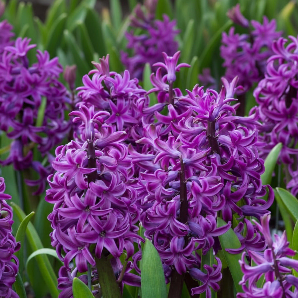 Bulbi de Zambile "Purple Sensation" 2 buc