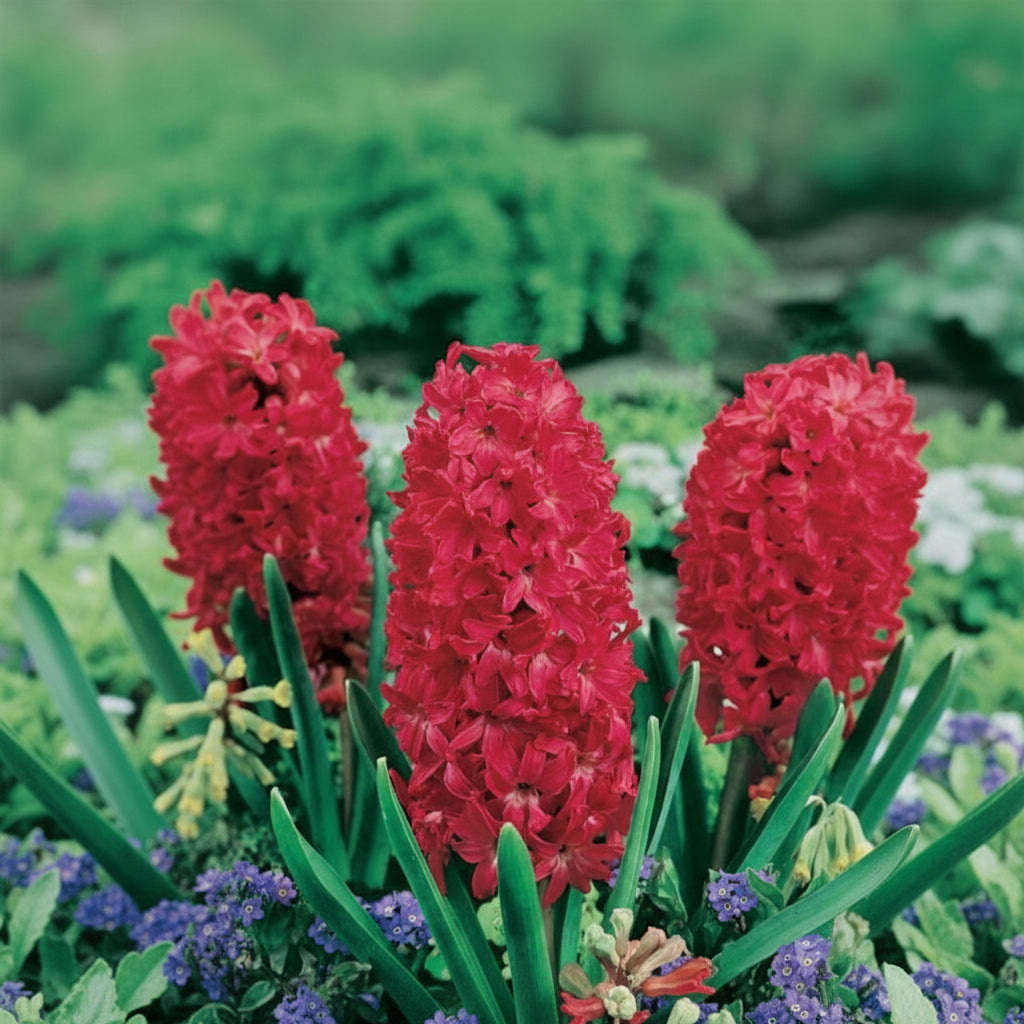 Bulbi de Zambile „Red” 2 buc – bulbi de flori, fotografia 3 | Regatul Plantelor